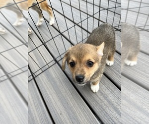 Pembroke Welsh Corgi Dogs for adoption in FRANKTOWN, CO, USA