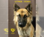 Small #1 German Shepherd Dog
