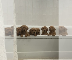 Labrador Retriever Puppy for sale in NEW ORLEANS, LA, USA
