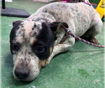 Small #4 Bulldog Mix