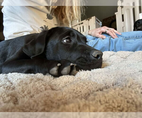 Medium Photo #2 Labrador Retriever-Unknown Mix Puppy For Sale in Clovis, CA, USA