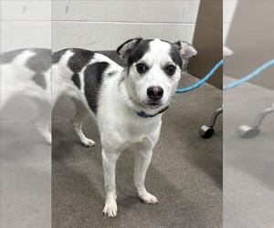 Australian Shepherd-Unknown Mix Dogs for adoption in Forestville, MD, USA