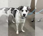 Small Australian Shepherd Mix