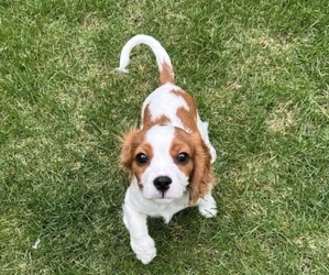 Cavalier King Charles Spaniel-Poodle (Toy) Mix Puppy for sale in CARMEL, IN, USA