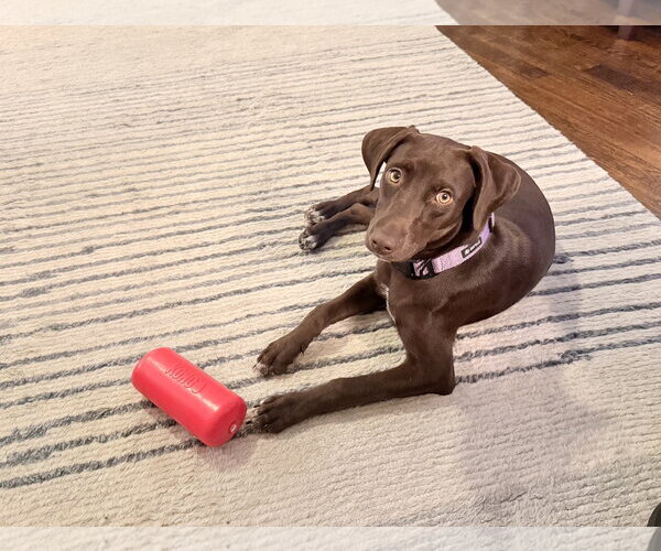 Medium Photo #3 German Shorthaired Lab Puppy For Sale in Fort Worth, TX, USA