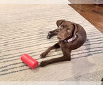 Small Photo #3 German Shorthaired Lab Puppy For Sale in Fort Worth, TX, USA
