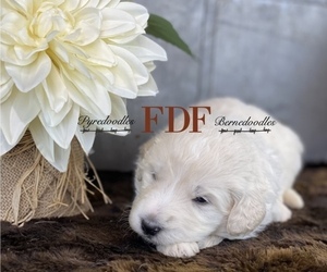 Pyredoodle Puppy for Sale in BOWLING GREEN, Ohio USA