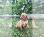 Small Photo #1 Vizsla-Weimaraner Mix Puppy For Sale in KILLEN, AL, USA