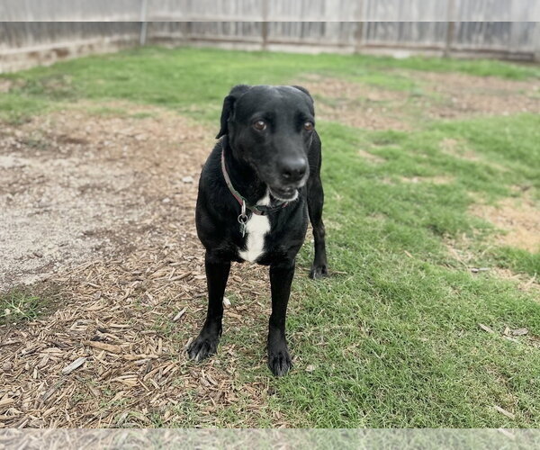Medium Photo #5 Labrador Retriever-Unknown Mix Puppy For Sale in Houston, TX, USA
