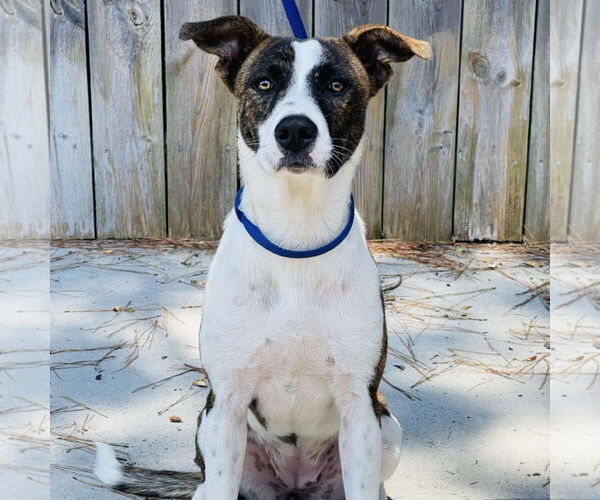 Medium Photo #1 Mutt Puppy For Sale in Rockaway, NJ, USA