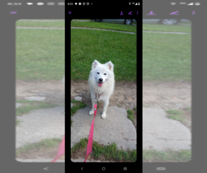 Samoyed Puppy for sale in DETROIT, MI, USA