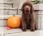 Puppy Puppy 2 Newfoundland