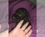 Small Photo #14 Poodle (Standard) Puppy For Sale in LEXINGTON, SC, USA