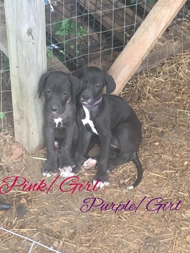 Medium Photo #1 Great Dane Puppy For Sale in WARSAW, MO, USA