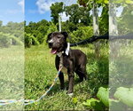 Small #5 American Pit Bull Terrier-Labrador Retriever Mix
