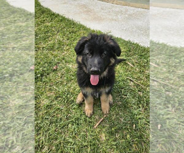 Medium Photo #1 German Shepherd Dog Puppy For Sale in LUFKIN, TX, USA
