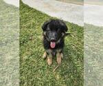 Small Photo #1 German Shepherd Dog Puppy For Sale in LUFKIN, TX, USA