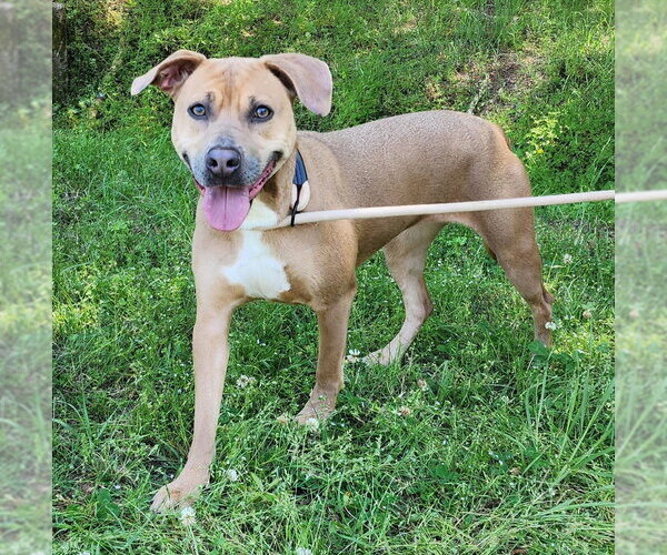 Medium Photo #2 Mutt Puppy For Sale in Wetumpka, AL, USA