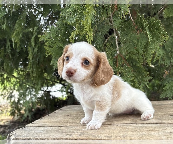 Medium Photo #2 Dachshund Puppy For Sale in MIDDLEBURY, IN, USA