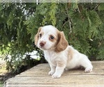 Small #1 Dachshund