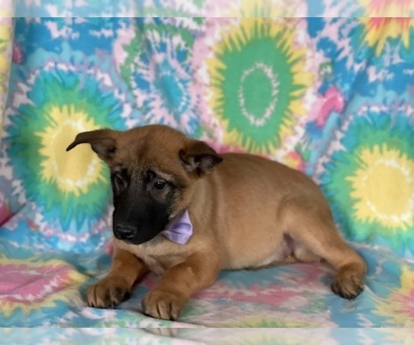 Medium Photo #3 Belgian Malinois Puppy For Sale in LANCASTER, PA, USA