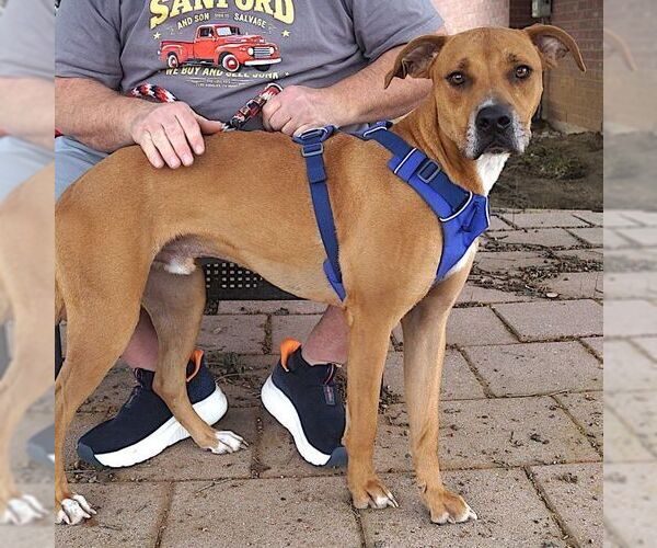 Medium Photo #3 Boxer-Unknown Mix Puppy For Sale in Carrollton, TX, USA