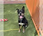 Small Labrador Retriever Mix