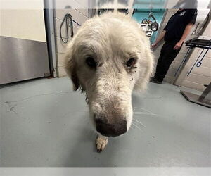Great Pyrenees Dogs for adoption in Waco, TX, USA