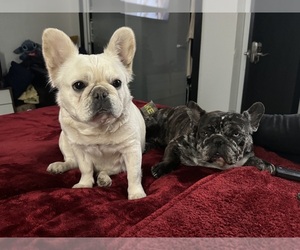 Father of the French Bulldog puppies born on 02/03/2024