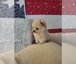 Small Photo #9 Pomeranian Puppy For Sale in CHEYENNE, WY, USA