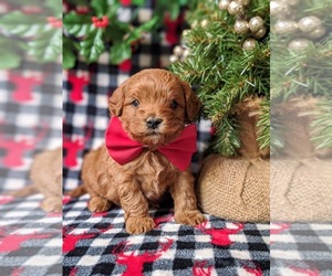 Cavapoo Puppy for sale in NEW PROVIDENCE, PA, USA