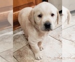 Small #3 Labrador Retriever