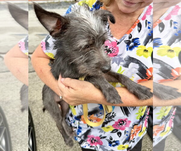 Medium Photo #4 Mutt Puppy For Sale in Boca Raton, FL, USA