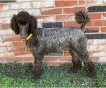 Small Photo #1 Poodle (Standard) Puppy For Sale in DUNCAN, OK, USA