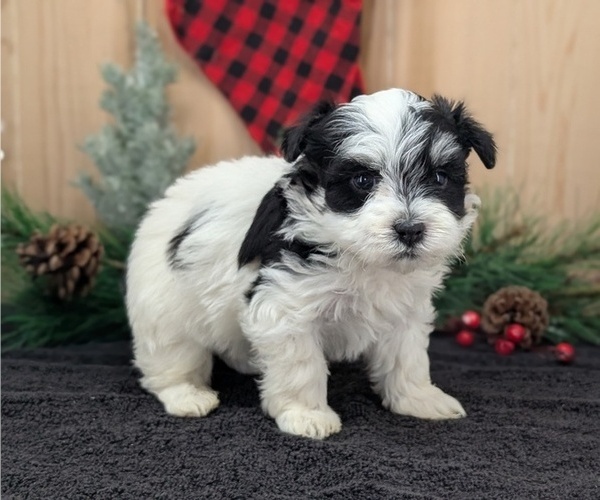 Medium Photo #4 Havanese Puppy For Sale in GOSHEN, IN, USA