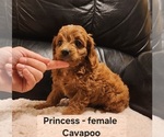 Small #4 Cavapoo (Miniature)