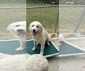 Great Pyrenees-Unknown Mix Dogs for adoption in Croydon, NH, USA