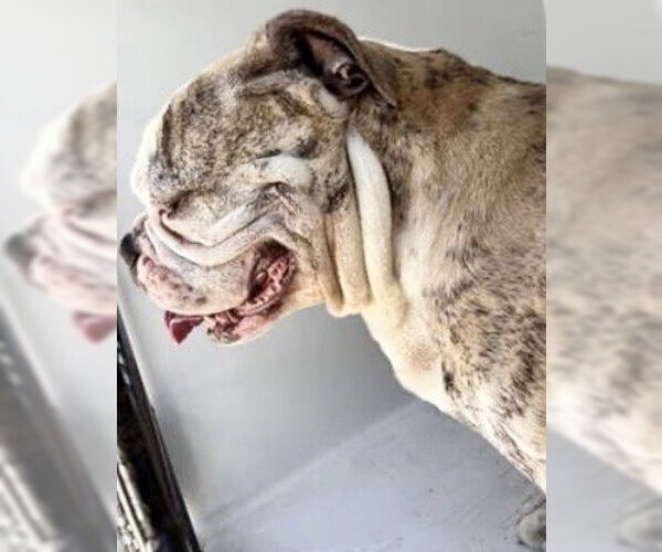 Medium Photo #1 Bulldog Puppy For Sale in Houston, TX, USA