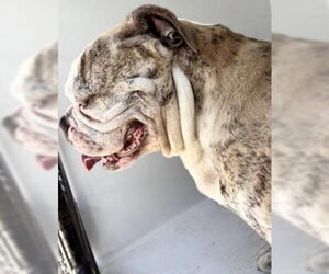 Bulldog Dogs for adoption in Houston, TX, USA