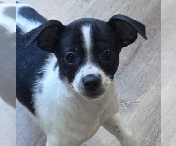 Medium Photo #1 Chihuahua Puppy For Sale in Sayreville, NJ, NJ, USA