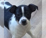 Small Chihuahua