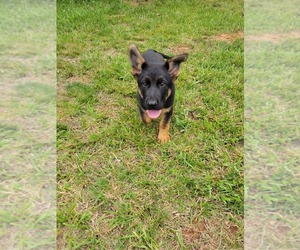 German Shepherd Dog Puppy for Sale in LYNCH STATION, Virginia USA