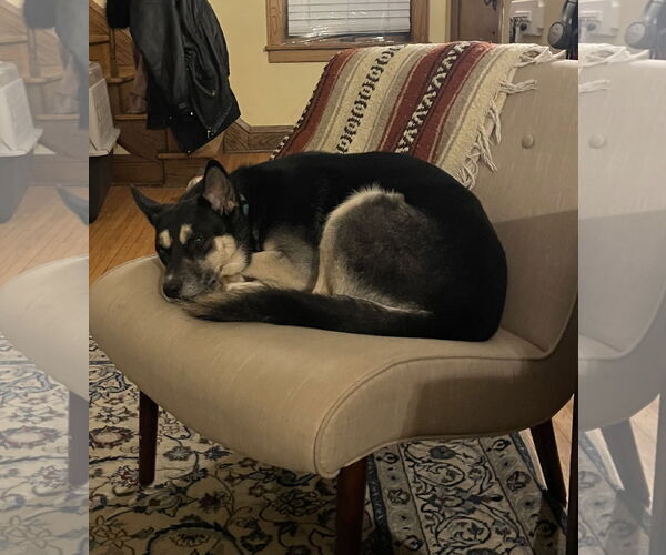 Medium Photo #20 Siberian Husky-Unknown Mix Puppy For Sale in Minneapolis, MN, USA