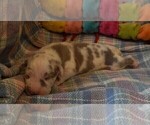 Small #7 Great Dane