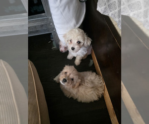 Maltipoo Puppy for sale in NEWNAN, GA, USA