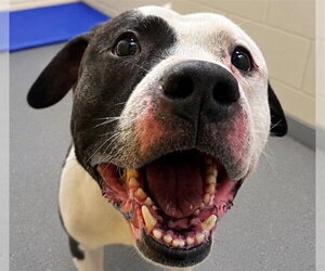 Mutt Dogs for adoption in Anchorage, AK, USA