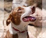 Small American Pit Bull Terrier-Australian Shepherd Mix