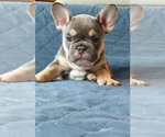 Small Photo #44 French Bulldog Puppy For Sale in MANHATTAN, NY, USA