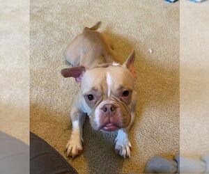 French Bulldog-Unknown Mix Dogs for adoption in Springdale, PA, USA