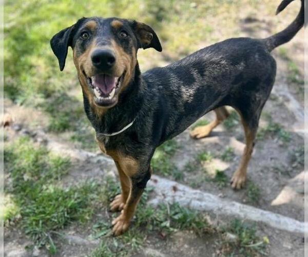 Medium Photo #2 Catahoula Leopard Dog Puppy For Sale in Riverside, CA, USA